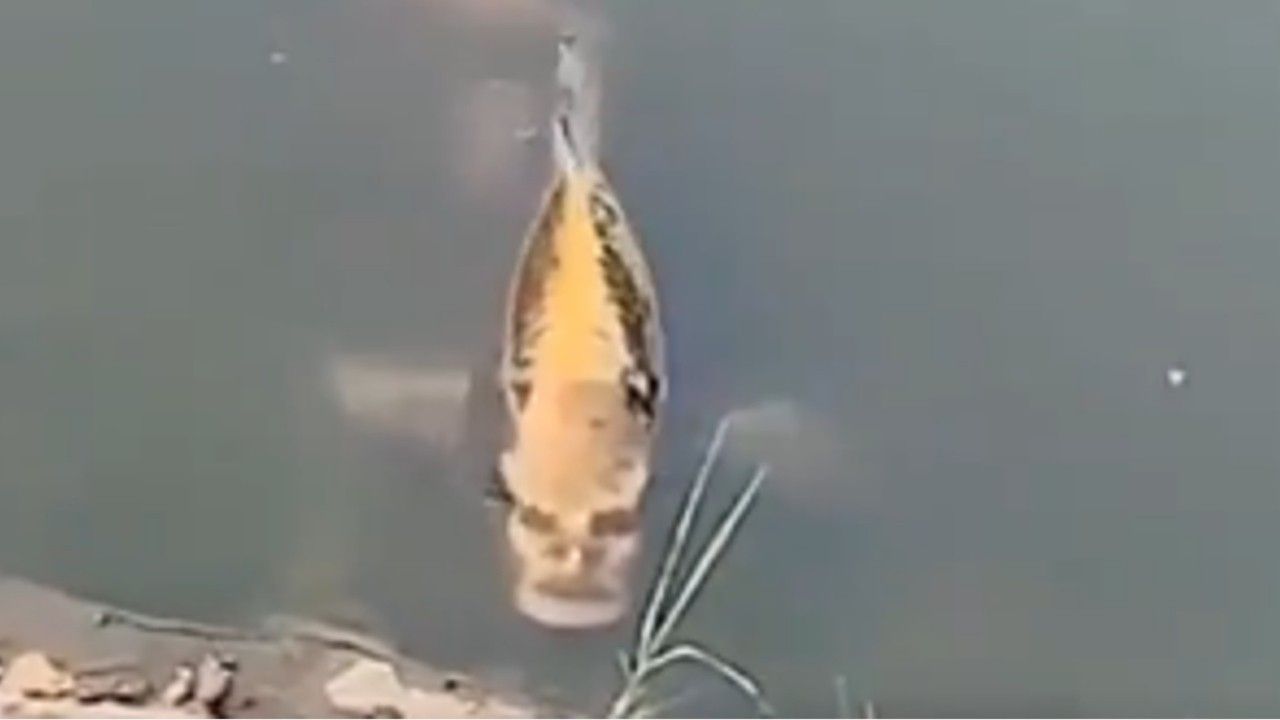 Unheimlich: Dieser Fisch hat ein Menschengesicht
