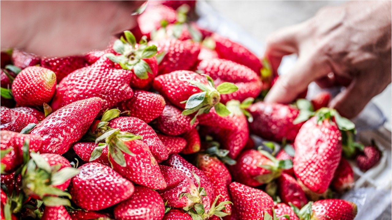 Erdbeer-Ernte startet früher: Hier bekommt man jetzt schon leckere Erdbeeren