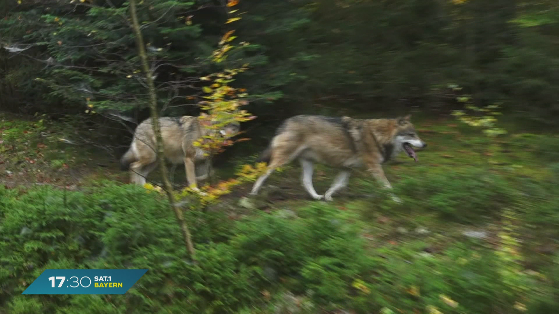 Wölfe in Bayern leichter schießen: Bund Naturschutz lockert Haltung