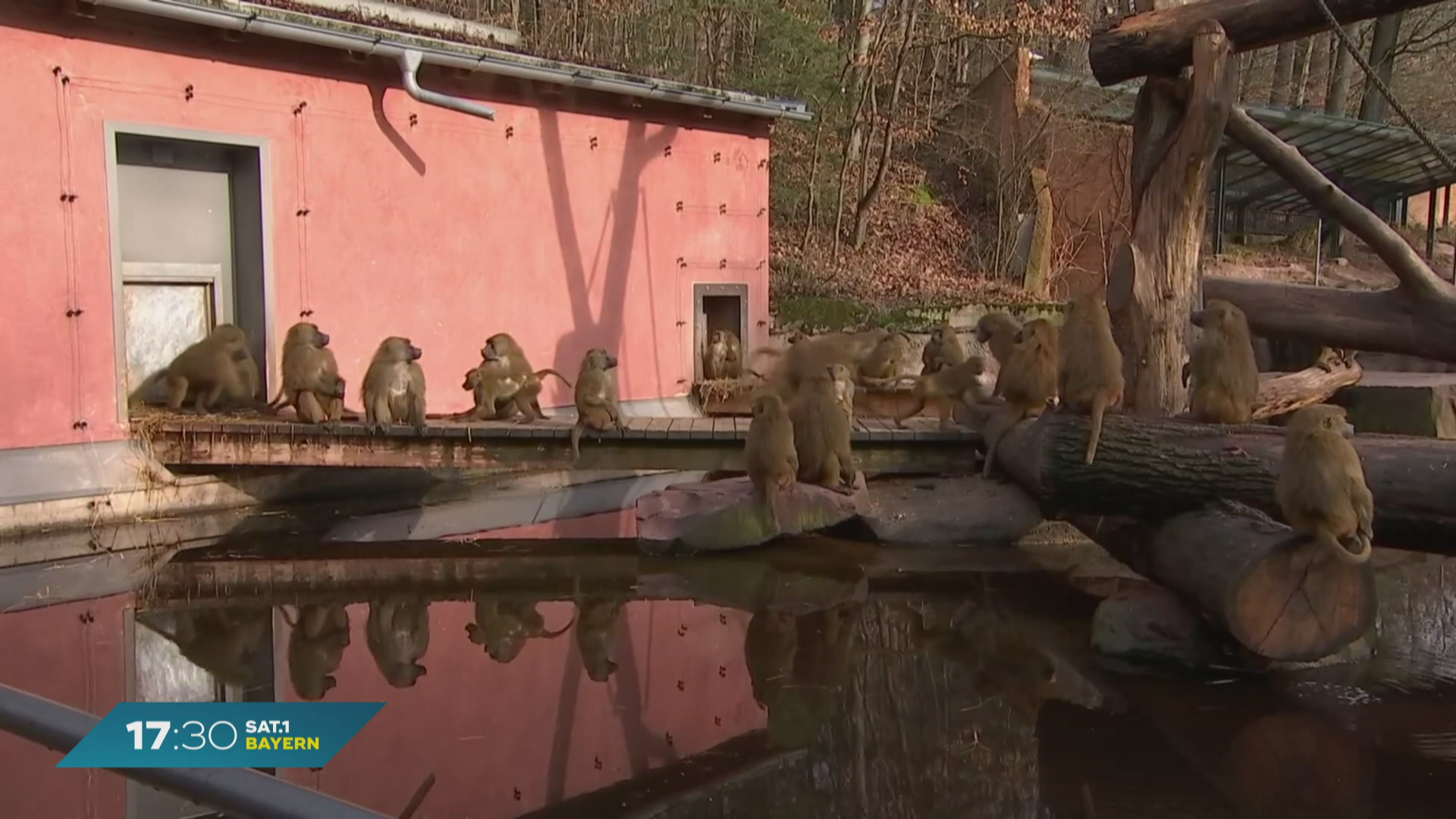 Doch keine Tötung: Ziehen Nürnberger Paviane nach Indien