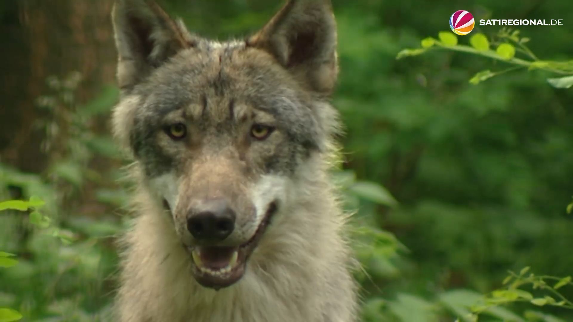 Gericht entscheidet: Wolfsabschuss weiter verboten