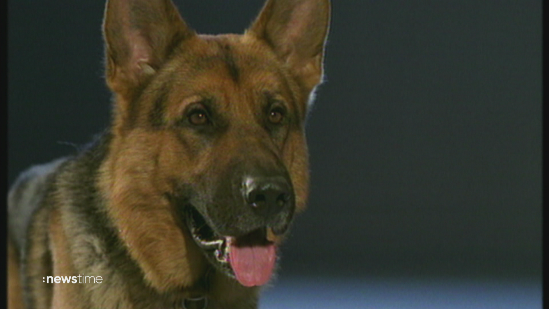 Jubiläum für den Schäferhund: Experte kritisiert Überzüchtung