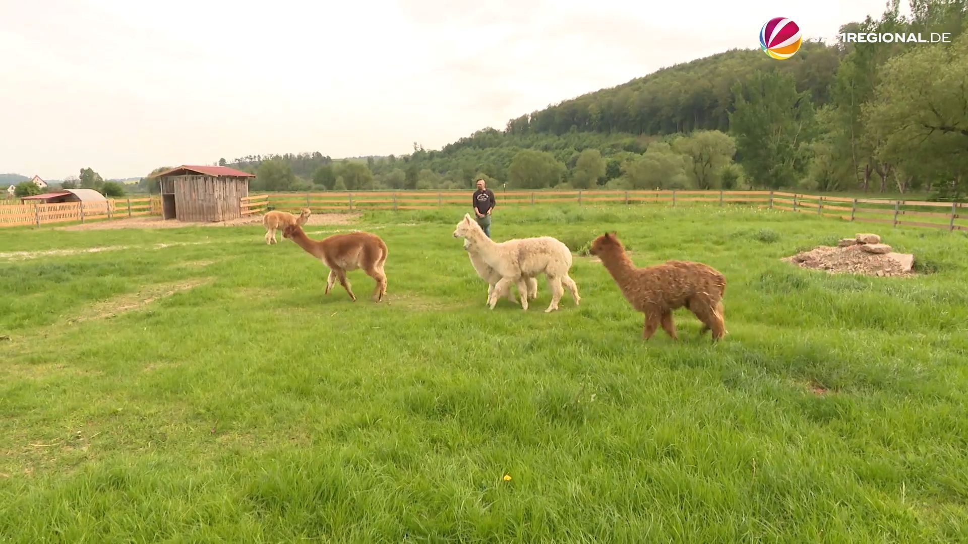 Gestohlene Alpakas aus Familienpark in Einbeck wieder da
