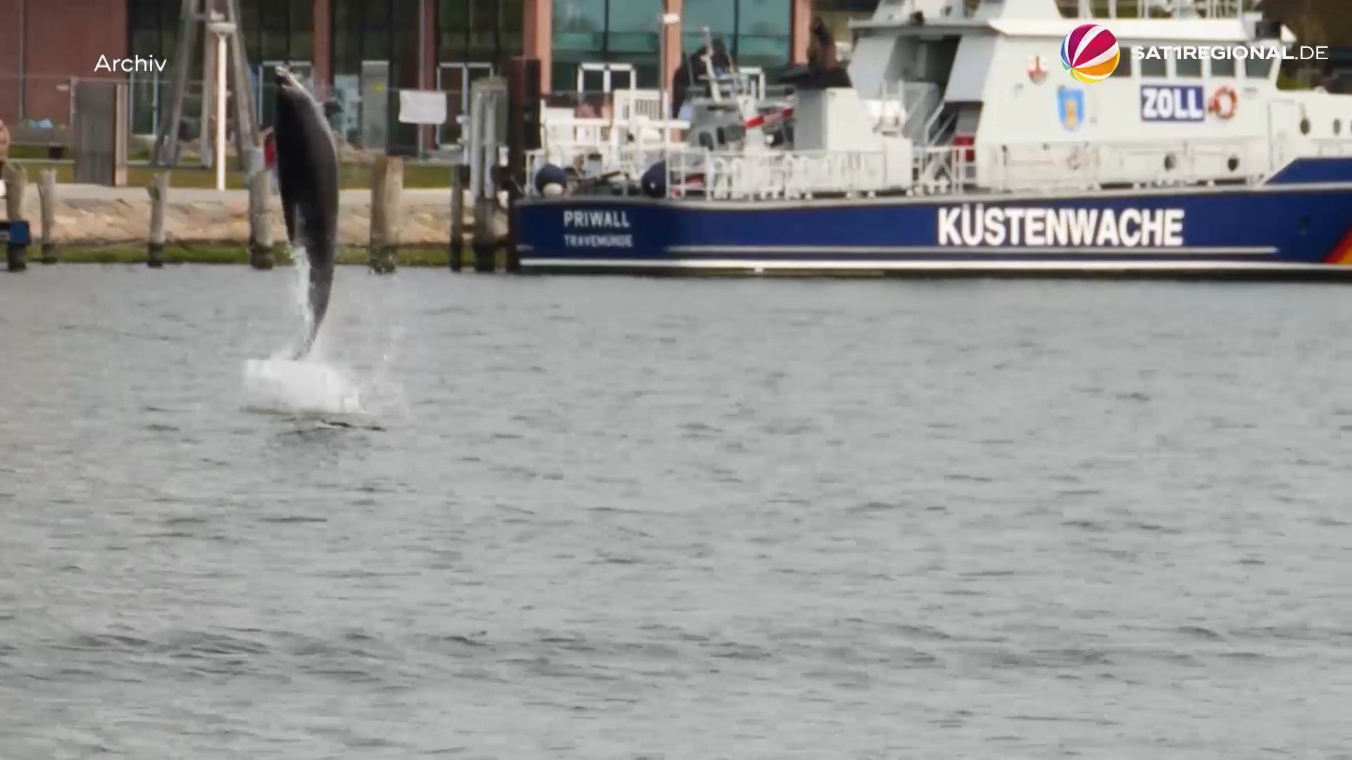 Delfin "Delle" wohl wieder in der Ostsee vor Travemünde