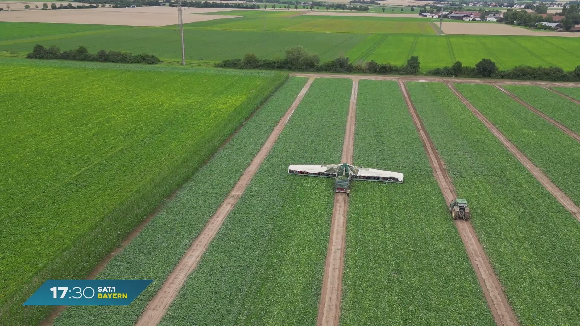 Gurkenernte in Niederbayern: Hoffen auf ertragreiche Ernte