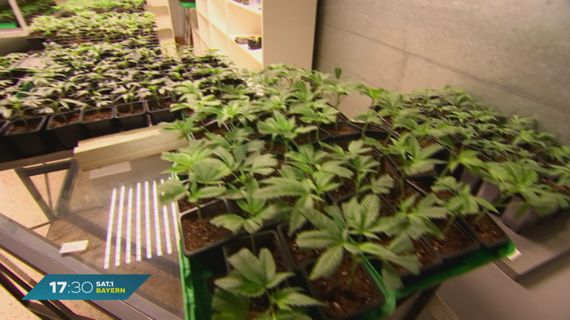 Cannabis in Bayern: Hoher Aufwand wegen Gesetzesänderung