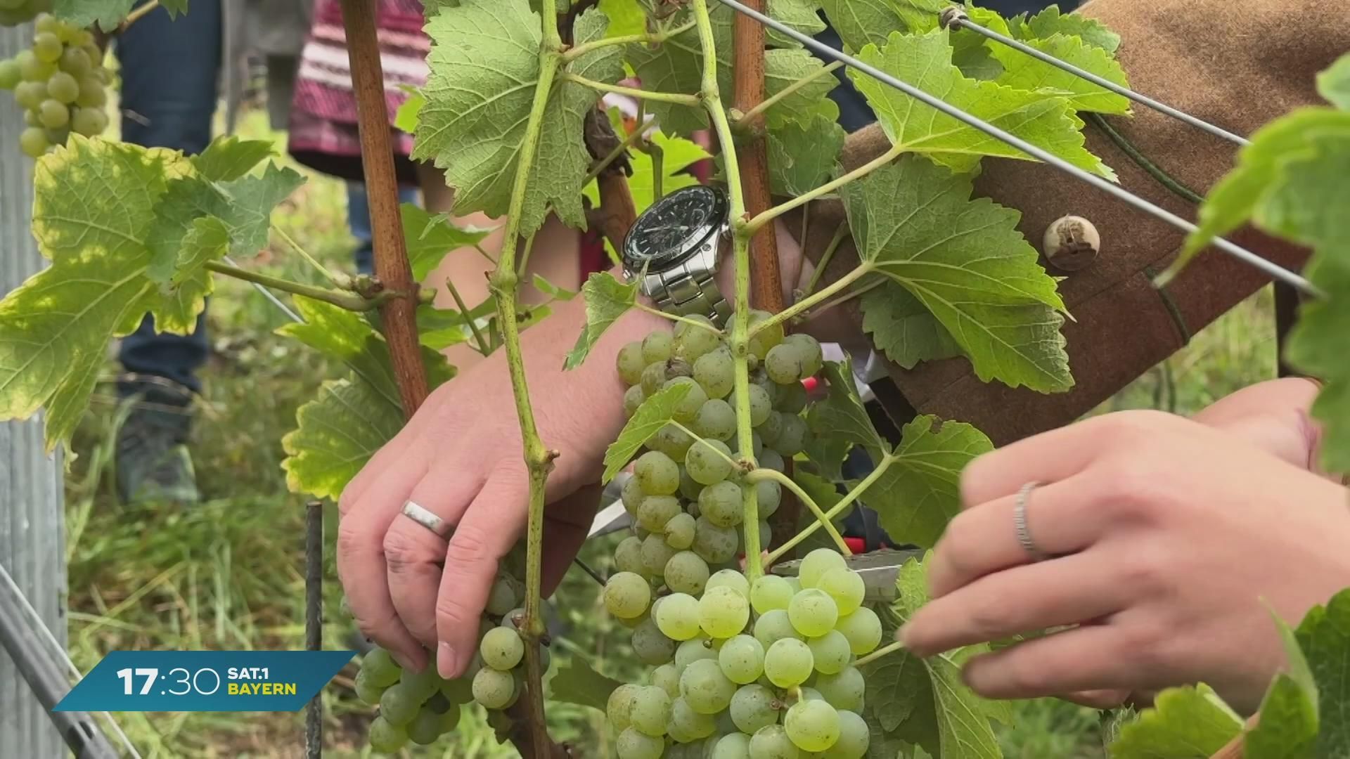 Nach schwierigem Jahr für Winzer: Weinlese in Franken eröffnet