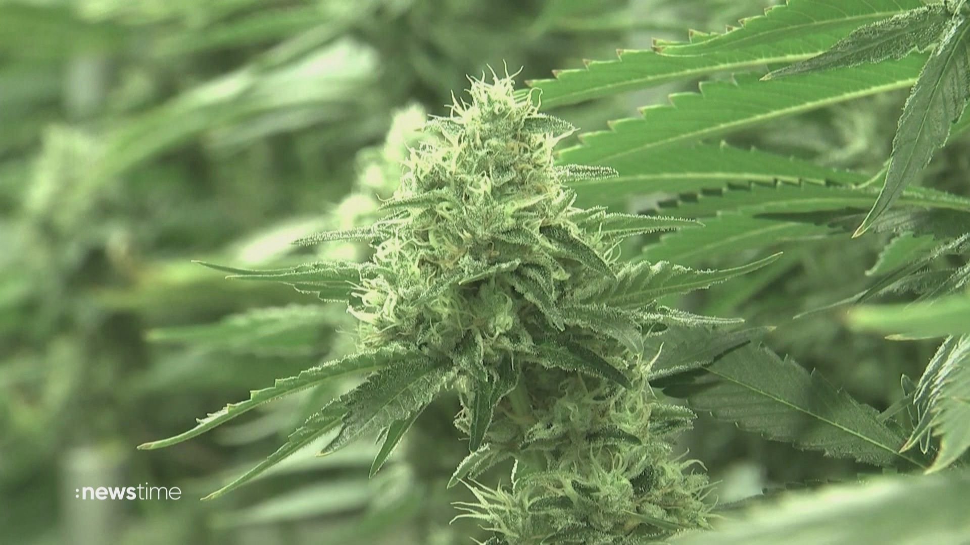 Bundestag beschließt Teil-Legalisierung von Cannabis