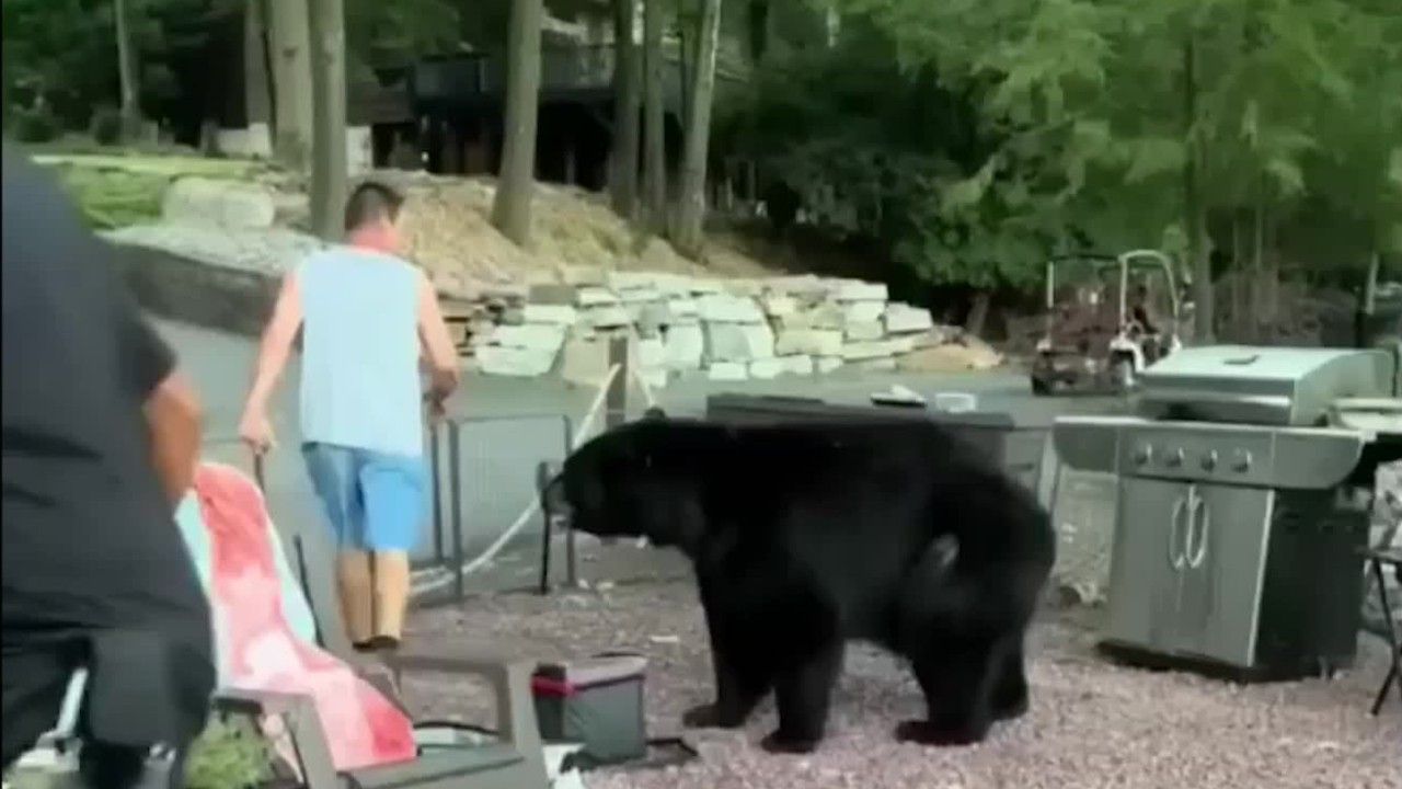 Horrific seconds on video: Hungry black bear surprises family picnic