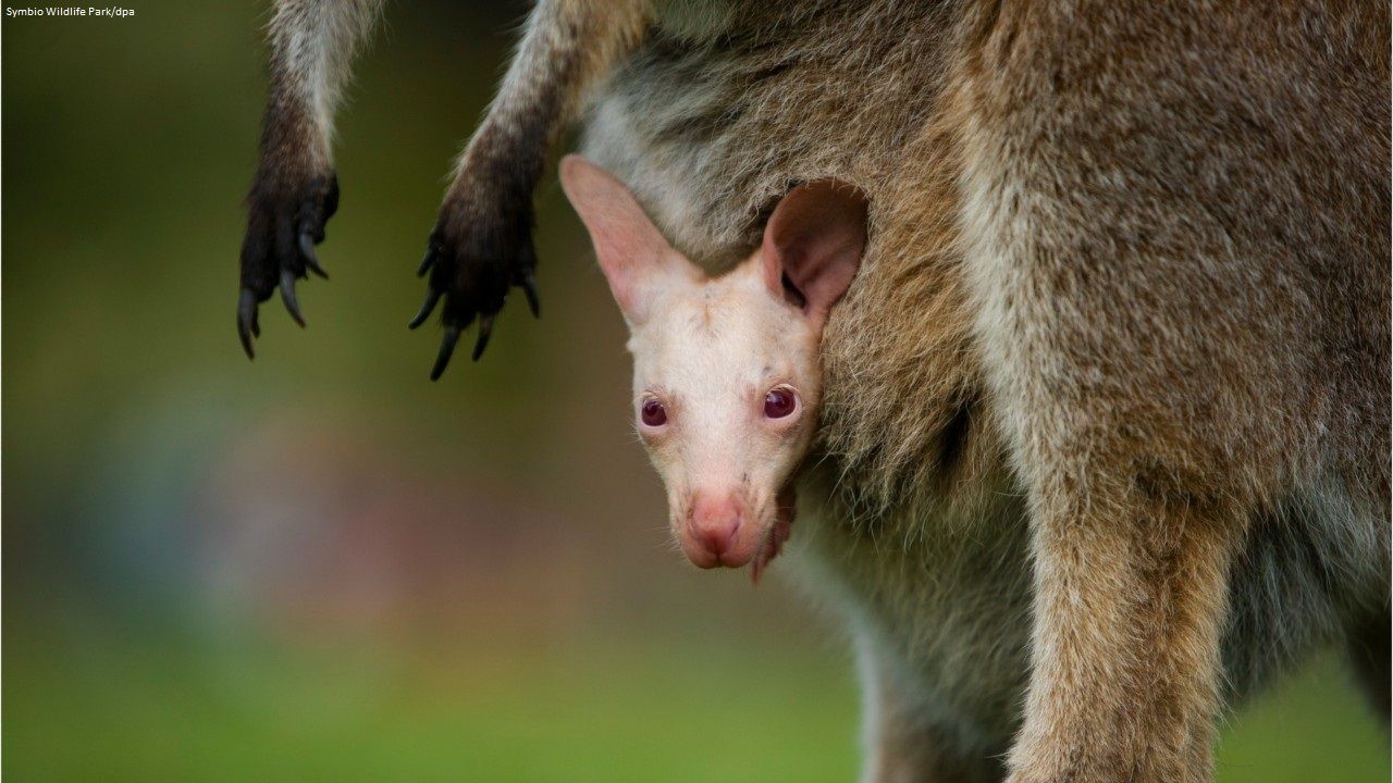 Seltene Mutation: Australischer Wildpark präsentiert Albino-Wallaby