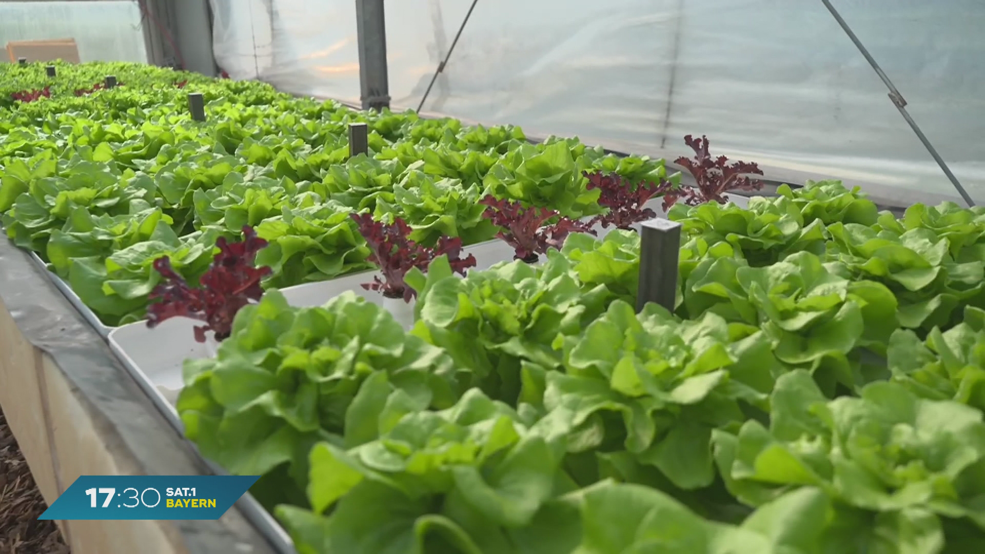 Gemüseanbau in Bayern: Drohne hilft bei Personalmangel?