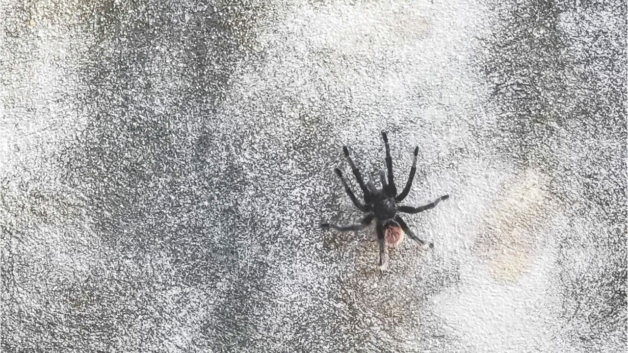 Russische Gift-Tarantel in unmittelbarer Nähe vor Deutschland