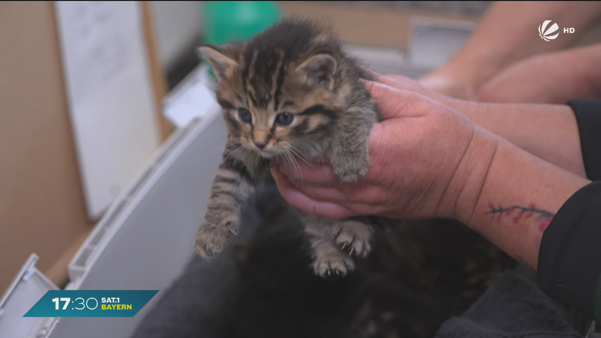 Zu viele Katzen in Bayern: Tierheime fordern Kastrationspflicht - Video