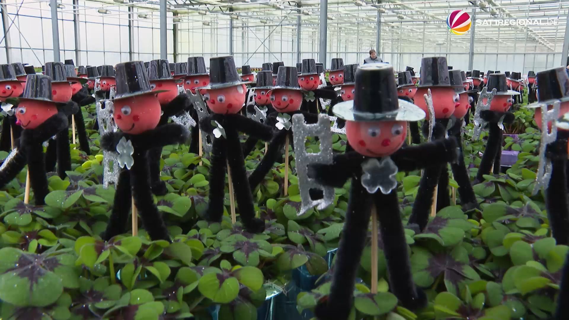 Glücksklee-Produktion: Betrieb in Norddeutschland stellt Glücksbringer her