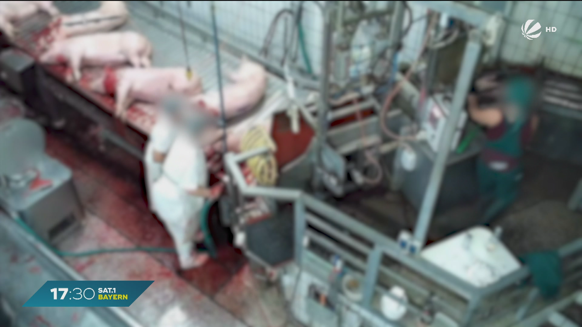 Video: Tierschutz-Delikte in Bayern: Über 1.000 Verstöße gemeldet