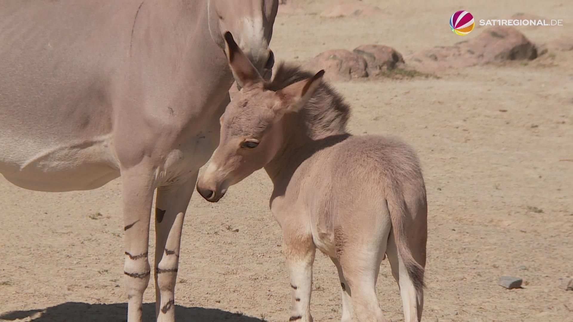 Nueva generación de antílopes y asnos salvajes en el zoológico de Hannover