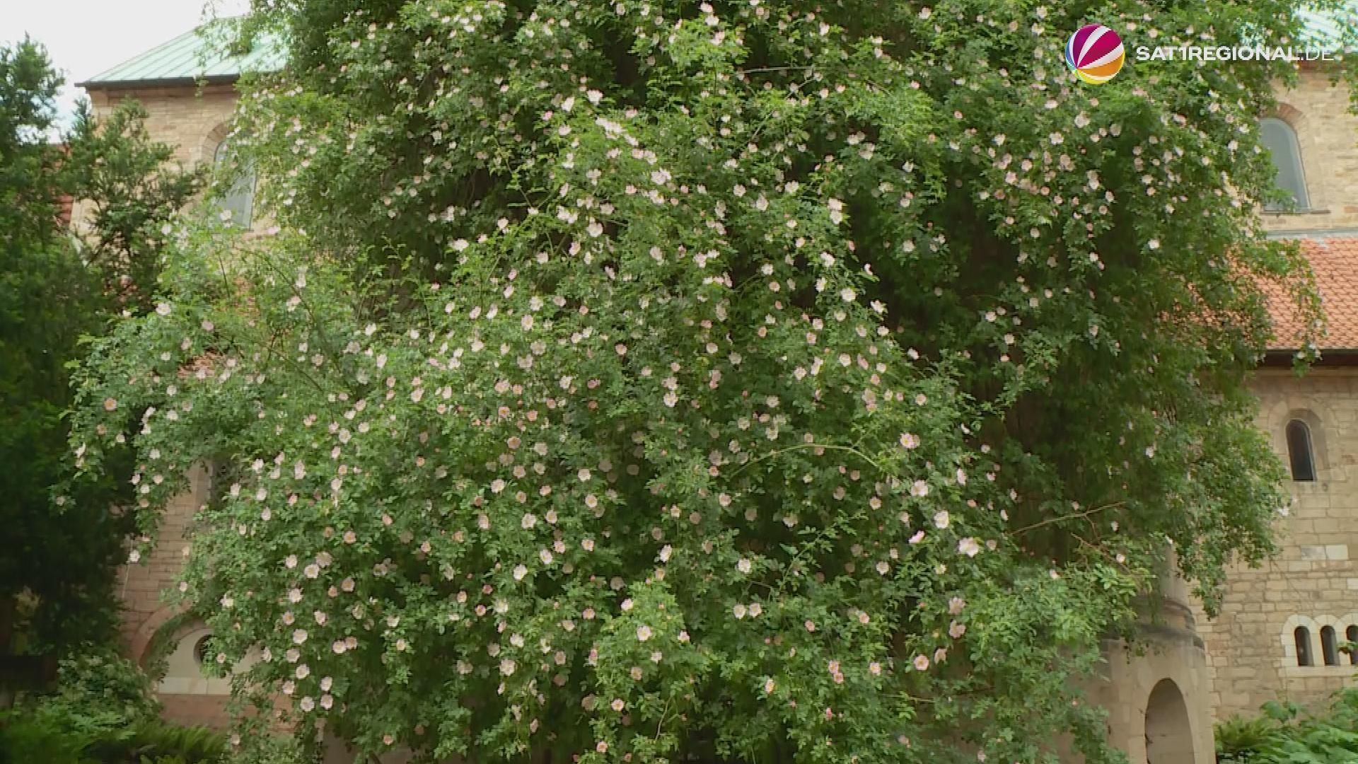 Millennial Rose Bush Blooms in Hildesheim