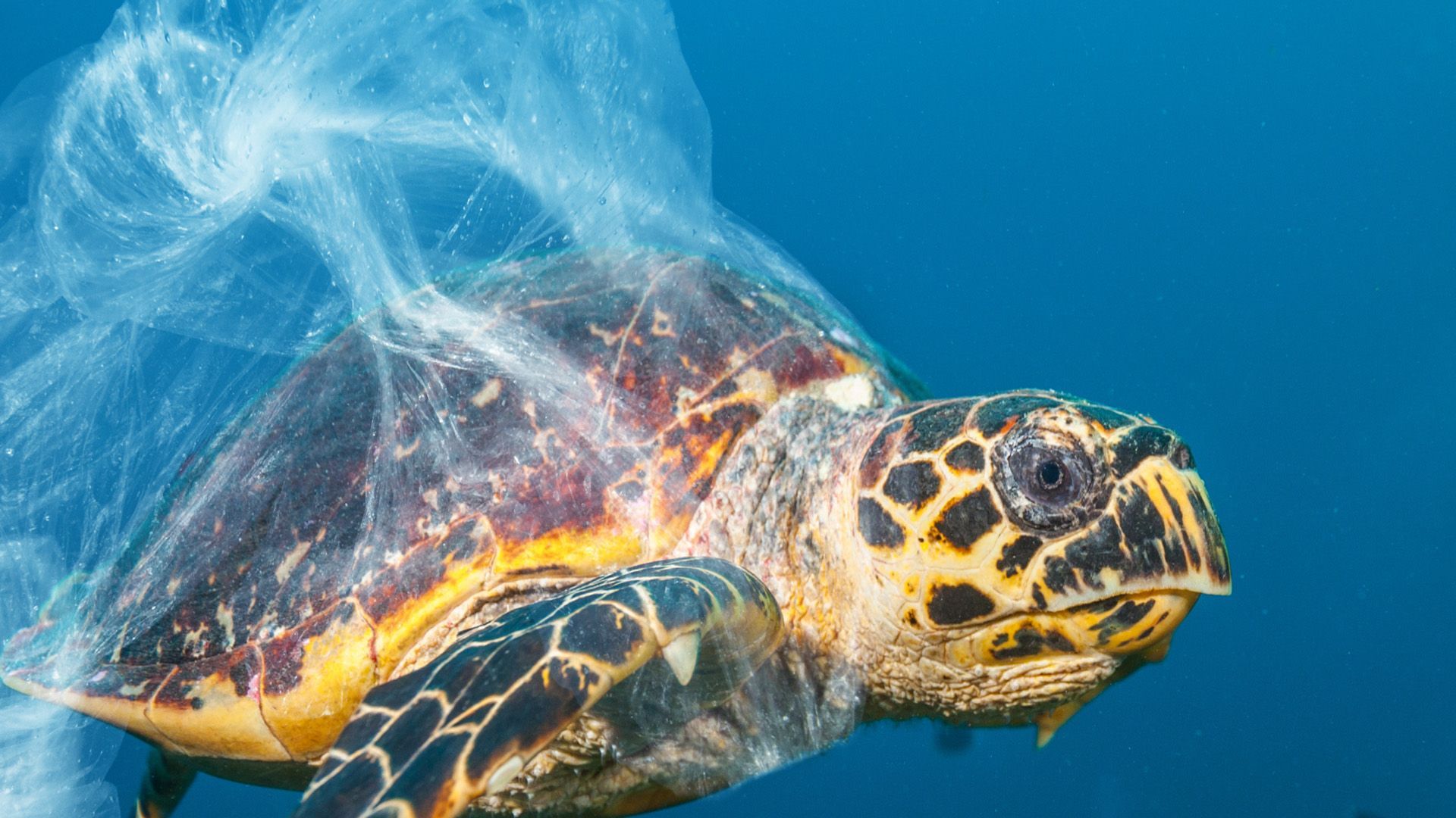 Video: Acht Millionen Tonnen Plastik im Meer