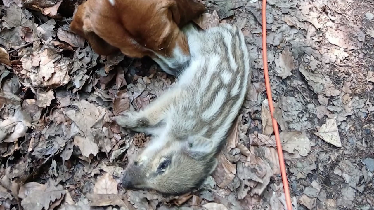 Video: Verstöße gegen Wegerecht: Bedrohung für Wildtiere im Siebengebirge