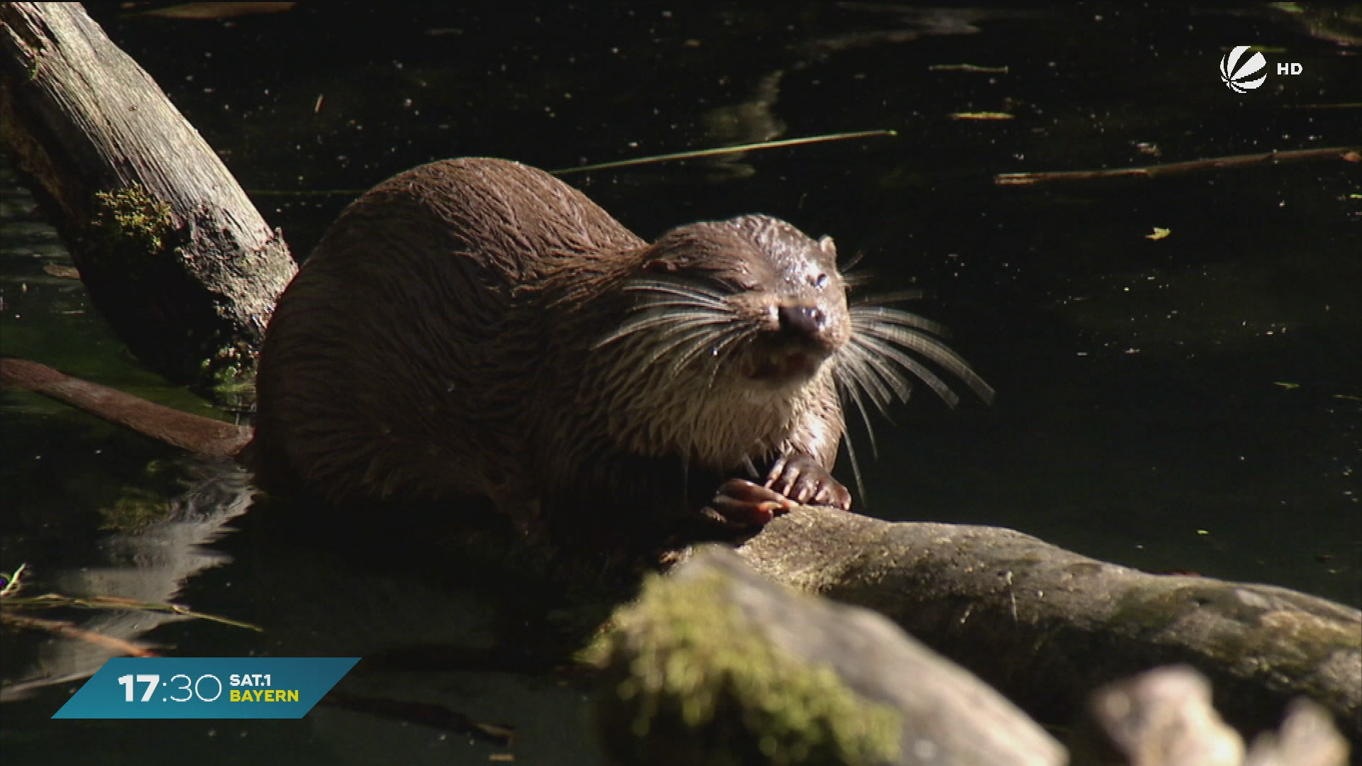 Video: Fischotter-Streit in Bayern: Umwelthilfe klagt gegen Tötungsregelung