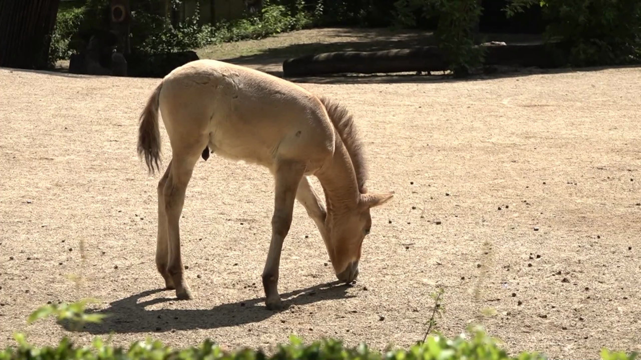 Video: Vicky und Vitus: Zwei seltene Wildpferde-Babys im Zoo
