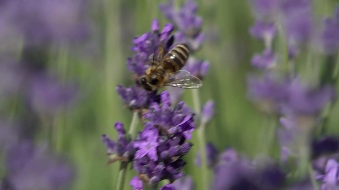 Video: Lavendel-Saison in Lage: Das Lila Wunder von Deutschland