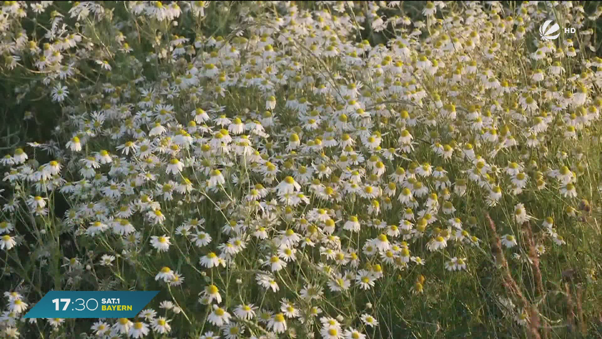 Video: Blühendes Naturerlebnis: Kamille in voller Pracht bei Dittenheim