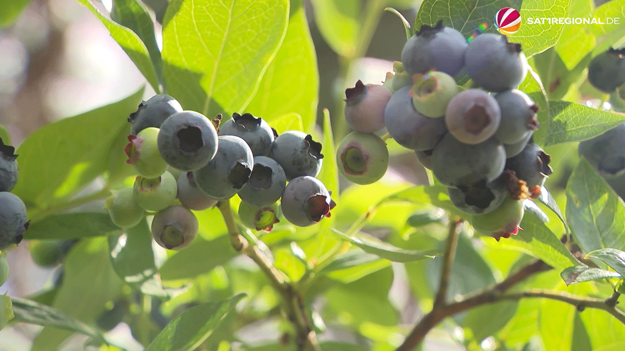 Video: Heidelbeeren sind erntereif: Saisonstart in Neustadt am Rübenberge
