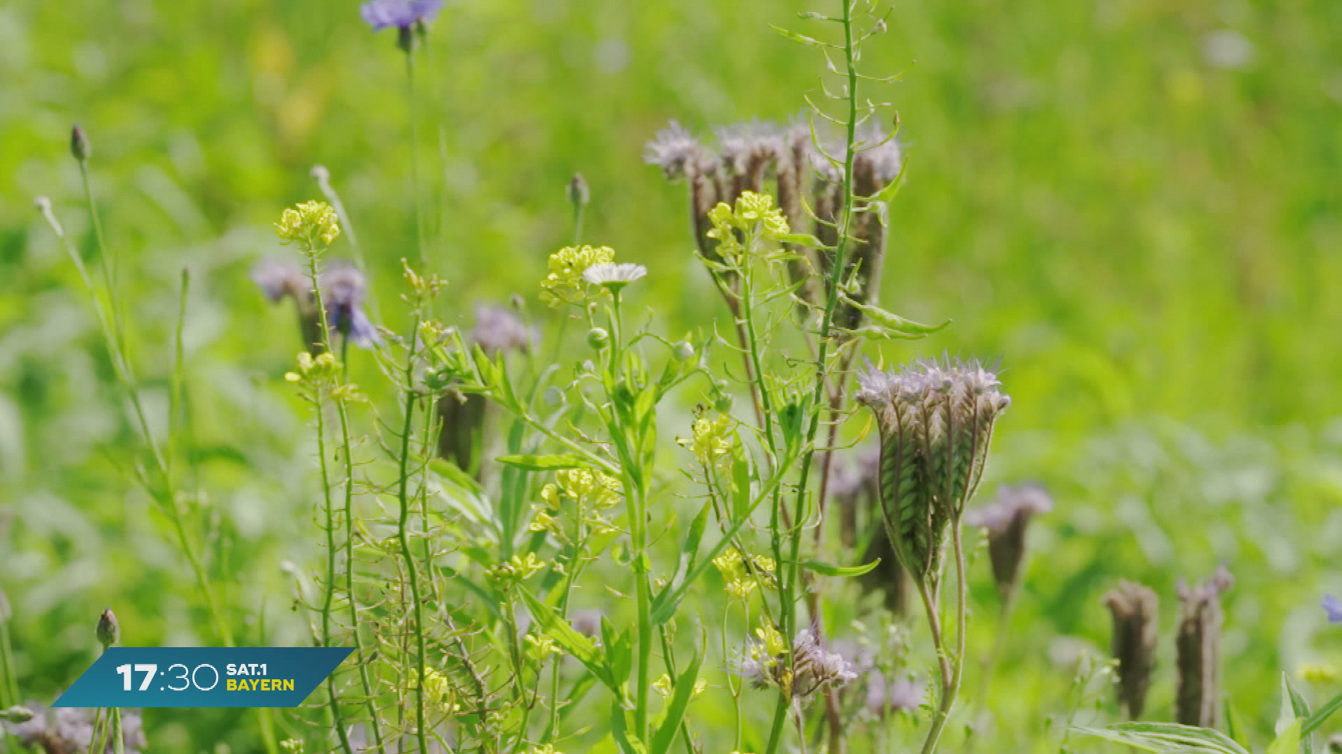 Video: Grünflächen neu gedacht: Wissenschaftler schaffen Oasen der Artenvielfalt