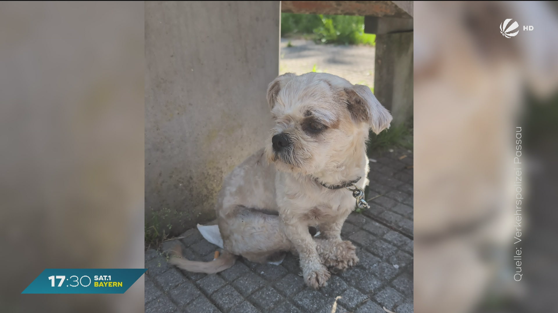 Video: Nach Trennung: Ausgebüxter Hund Paco zurück bei Familie