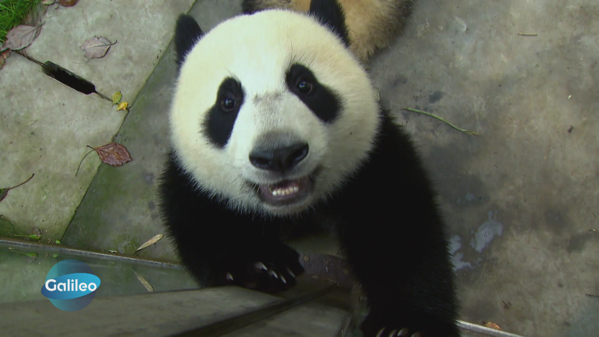 Chinas Panda-Business