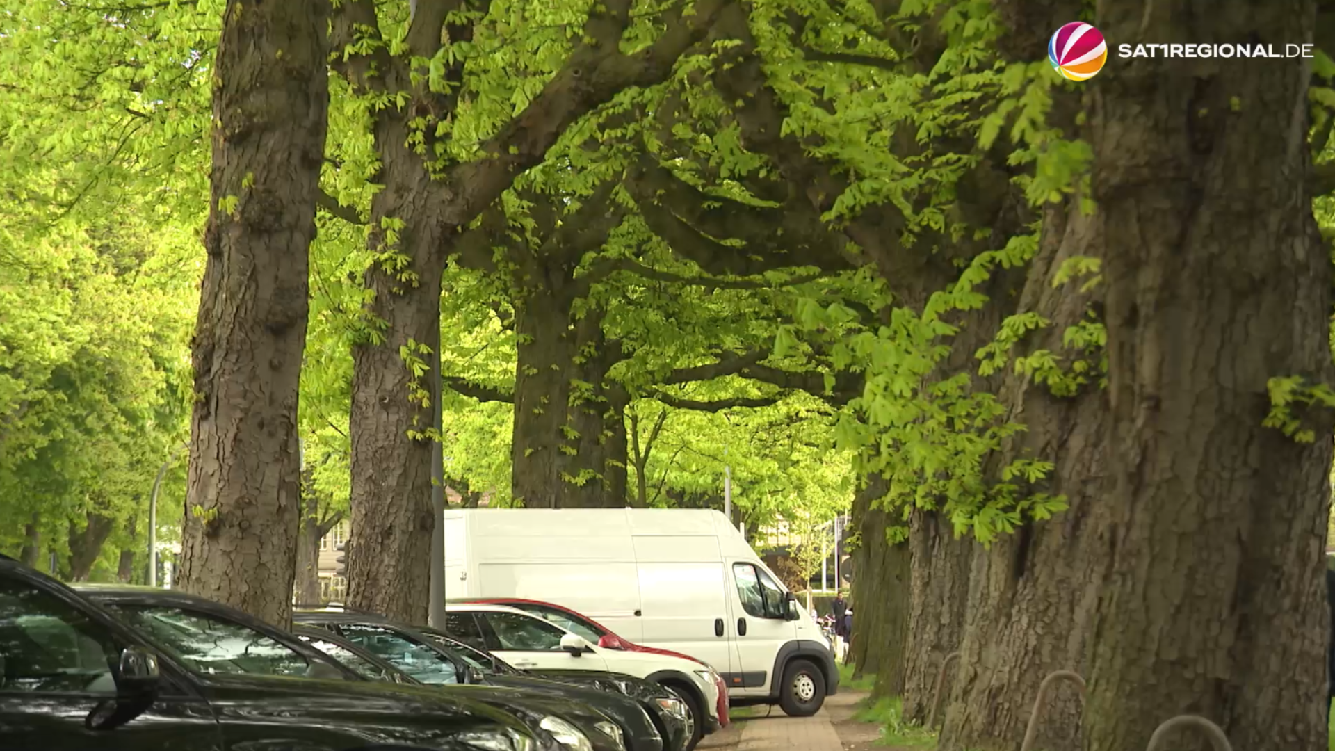 Video: 230.000 Straßenbäume in Hamburg