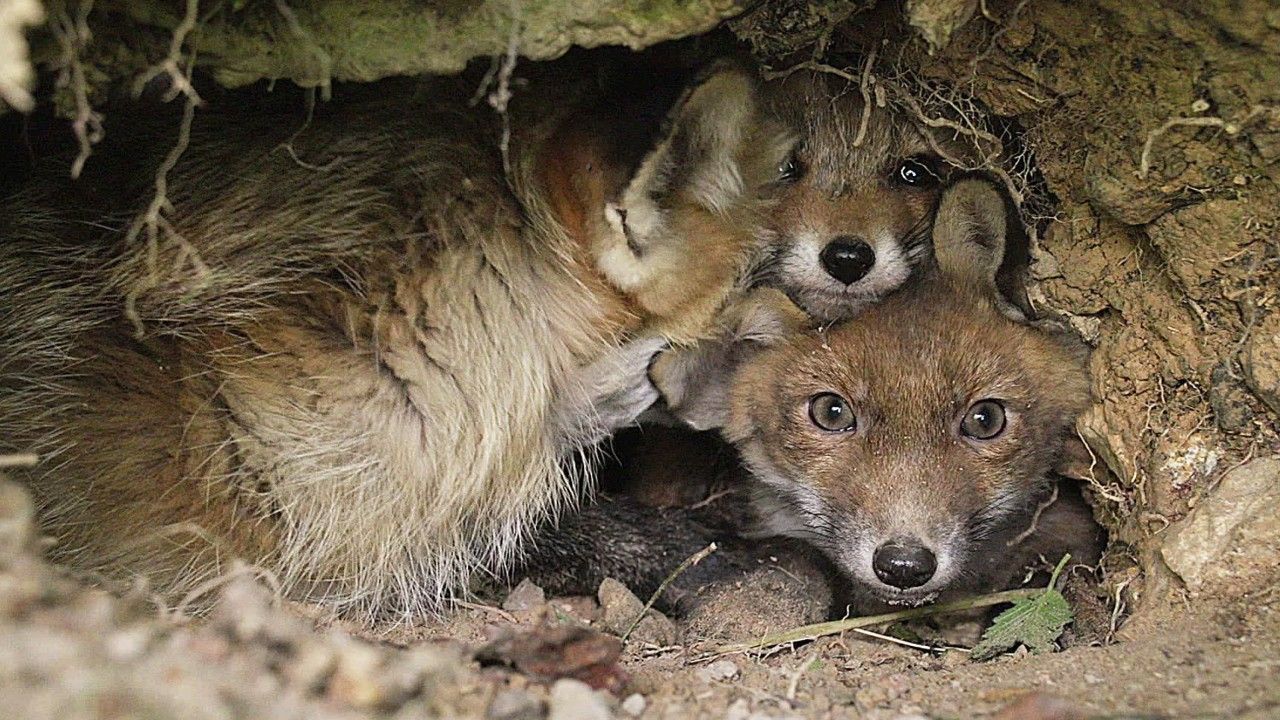 Fuchsbandwurm breitet sich in Europa aus