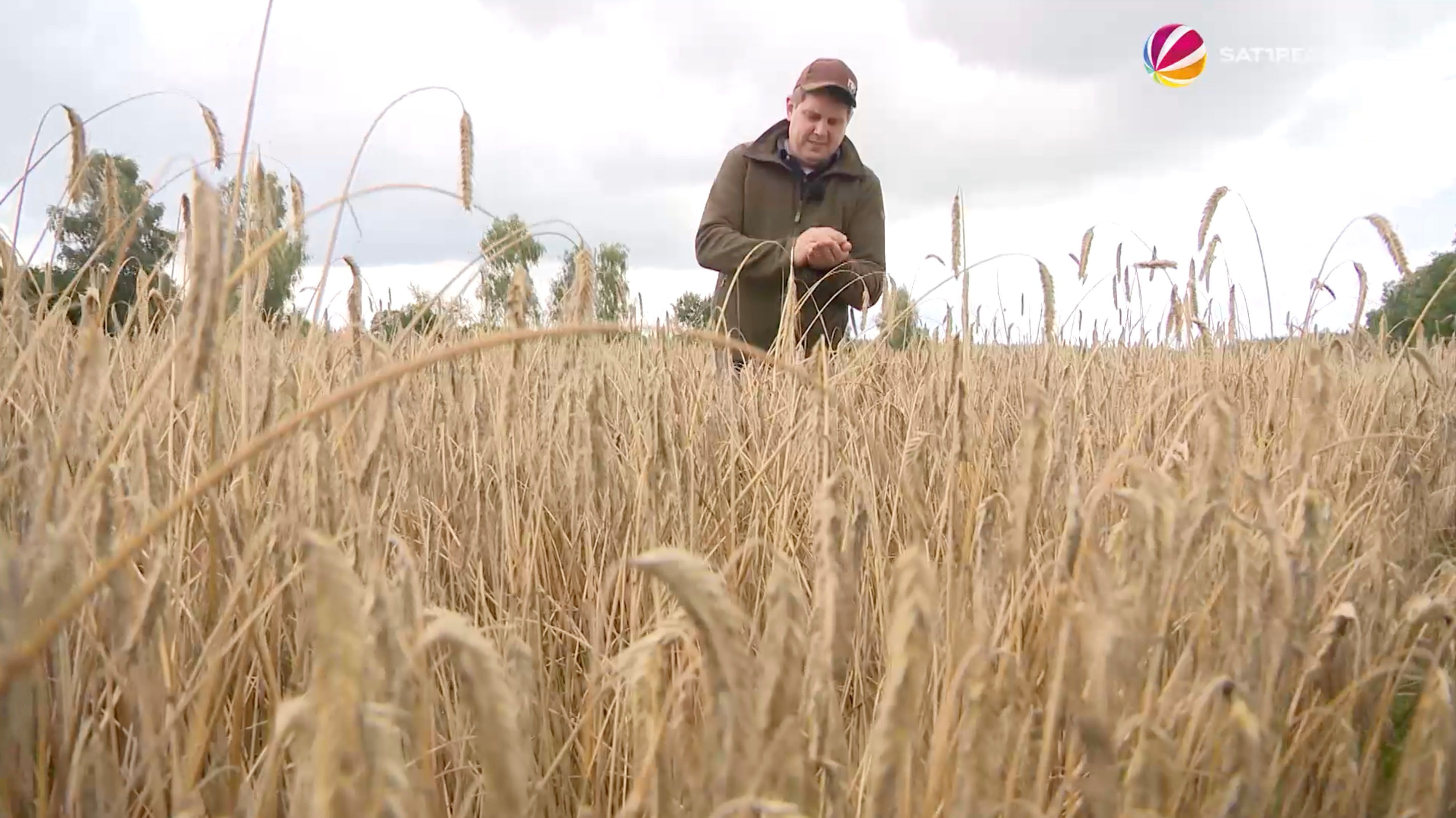 Video: Regen gefährdet Getreideernte: Landwirt aus Widdernhausen bangt um seinen Roggen