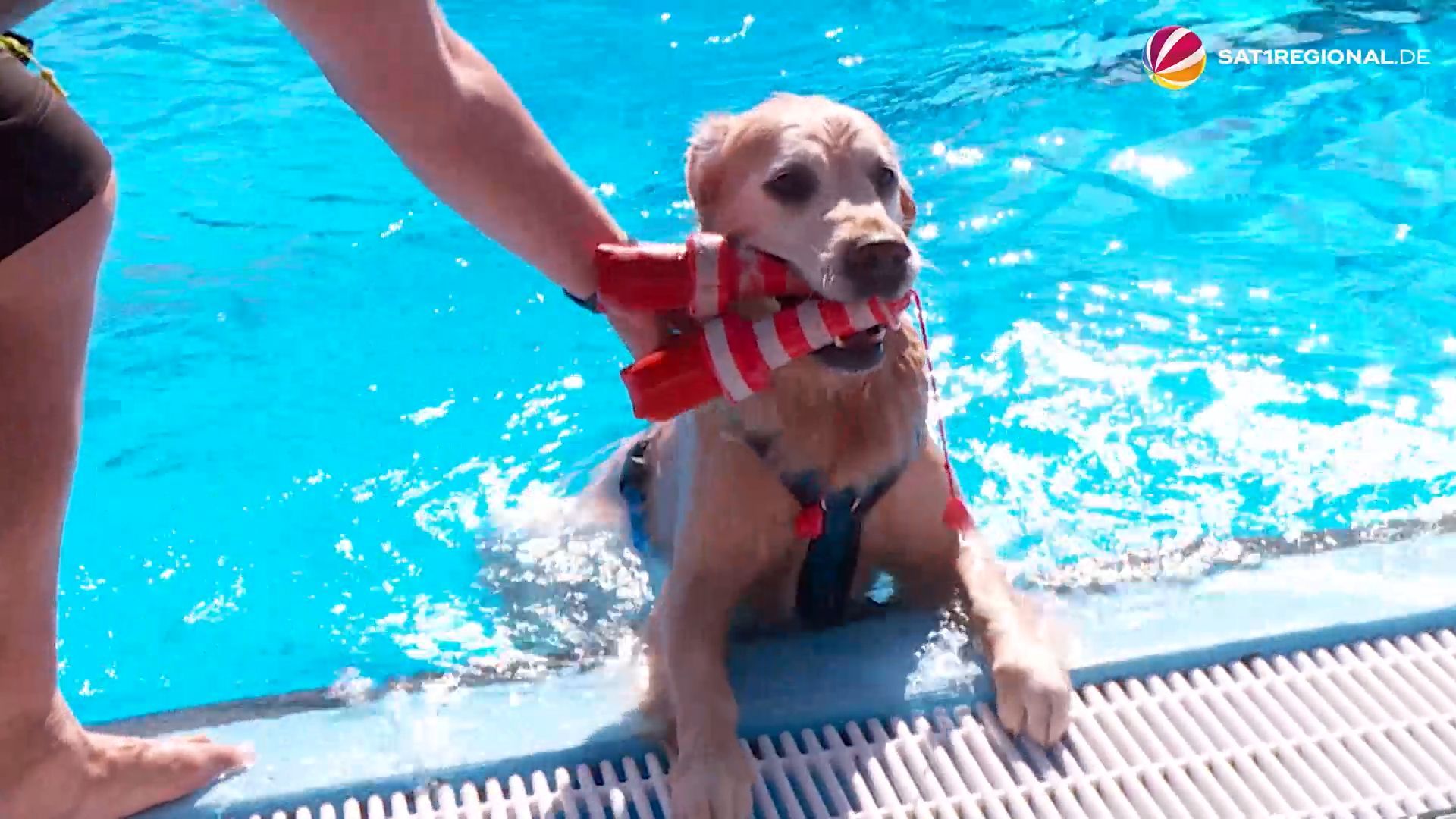 Natación de perros en la piscina pública: Gran diversión para amigos de cuatro patas en Springe