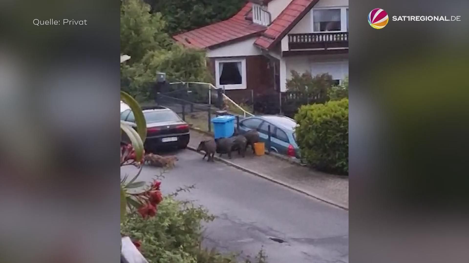 Video: Wildschweine machen Wieda im Harz unsicher: Anwohner verzweifeln