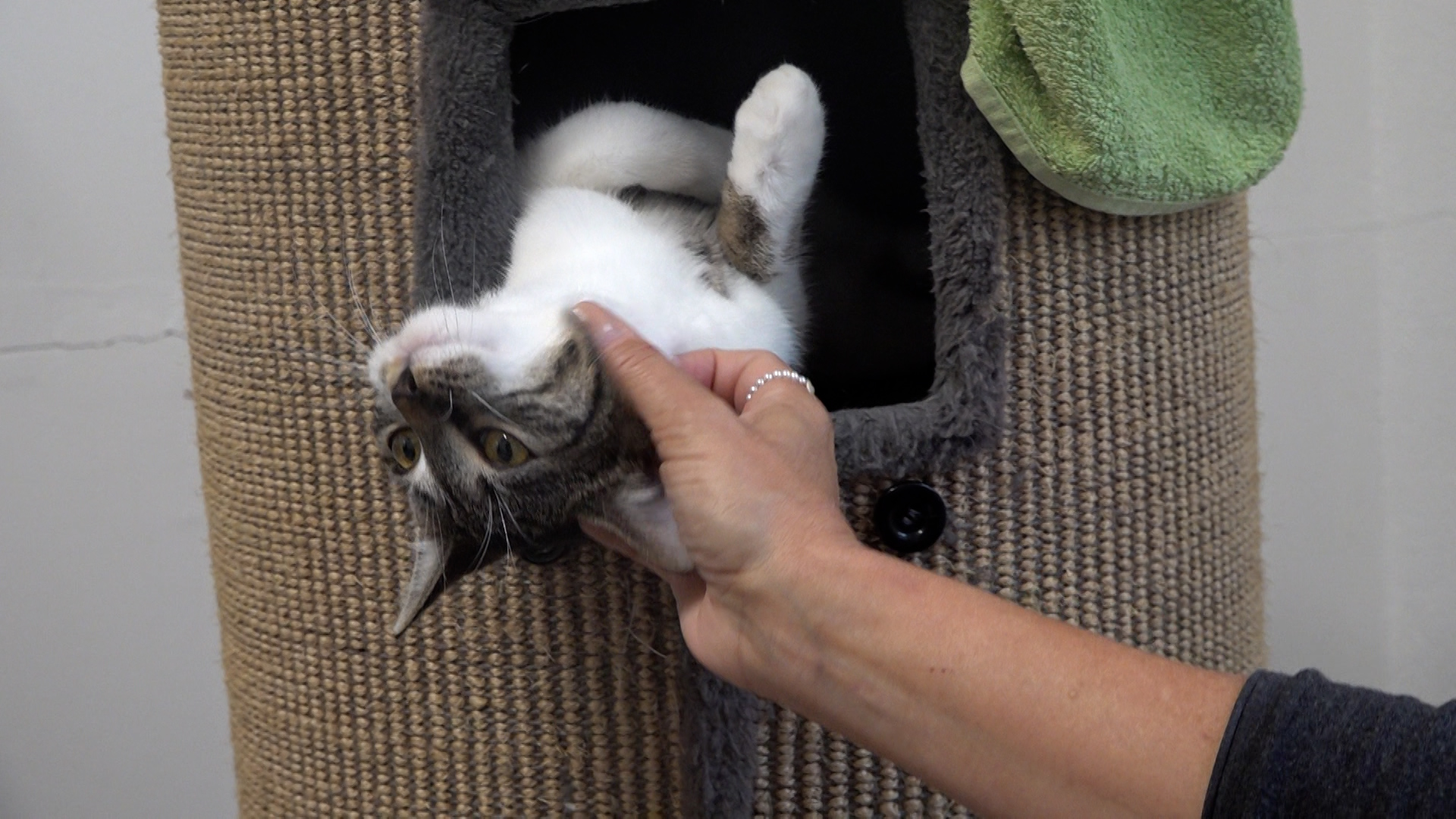 Video: Katzen leiden unter Parvovirus in Coesfeld