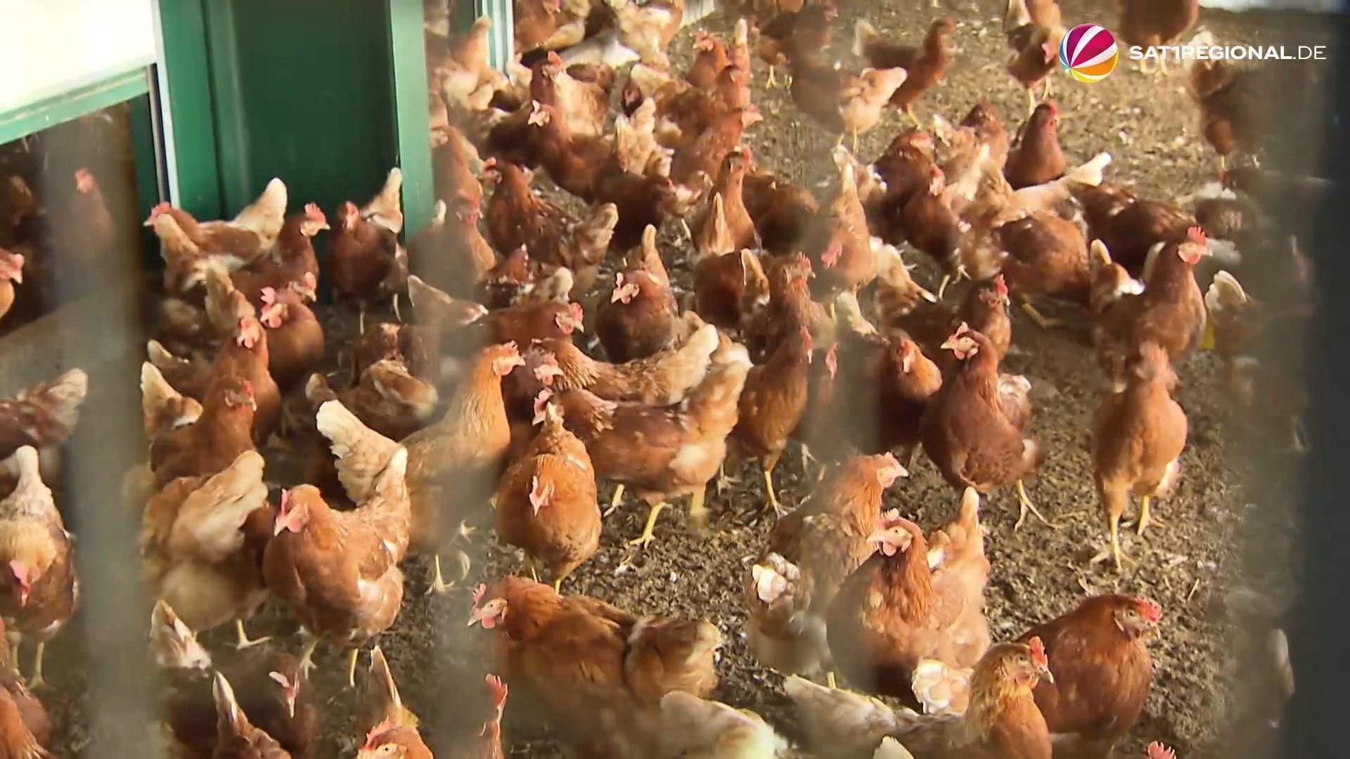 Video: Vogelgrippe im Norden: Stallpflicht in Kreisen Schleswig-Holsteins