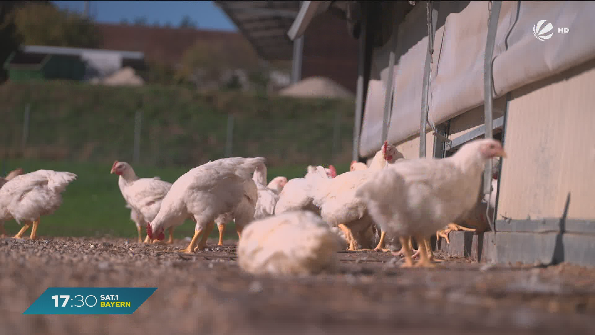 Video: Vogelgrippe-Fälle häufen sich: Kommt Stallpflicht auch in Bayern?