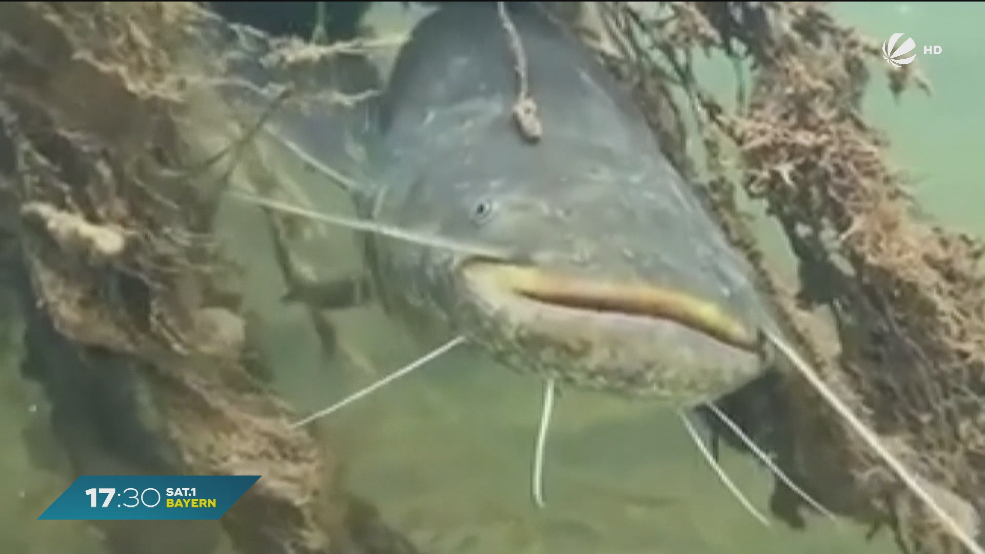 Video: Wels im Brombachsee getötet: Handeln für Staatsanwaltschaft rechtens