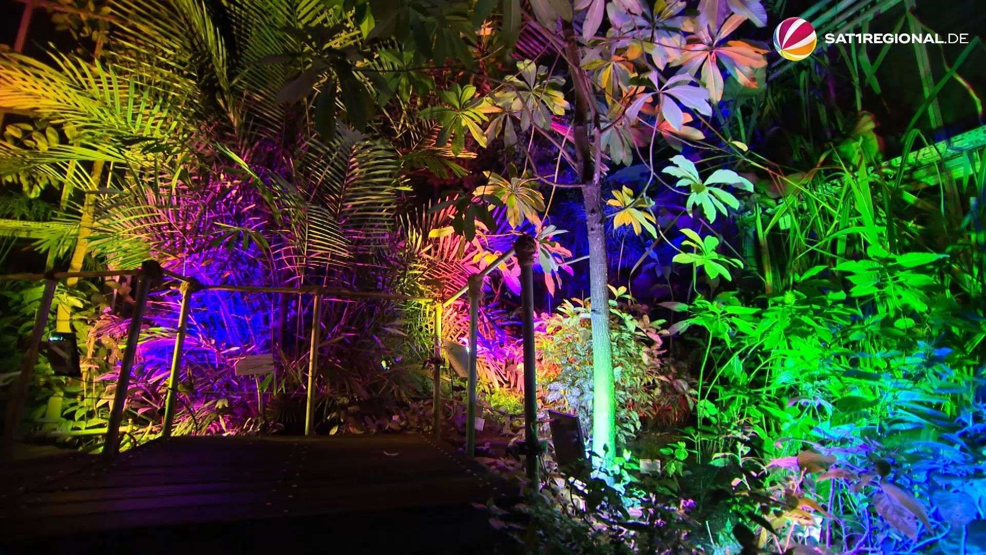 Video: „Nocturnalis“: Rundgang durch den Botanischen Garten Kiel mit buntem Licht und Klängen