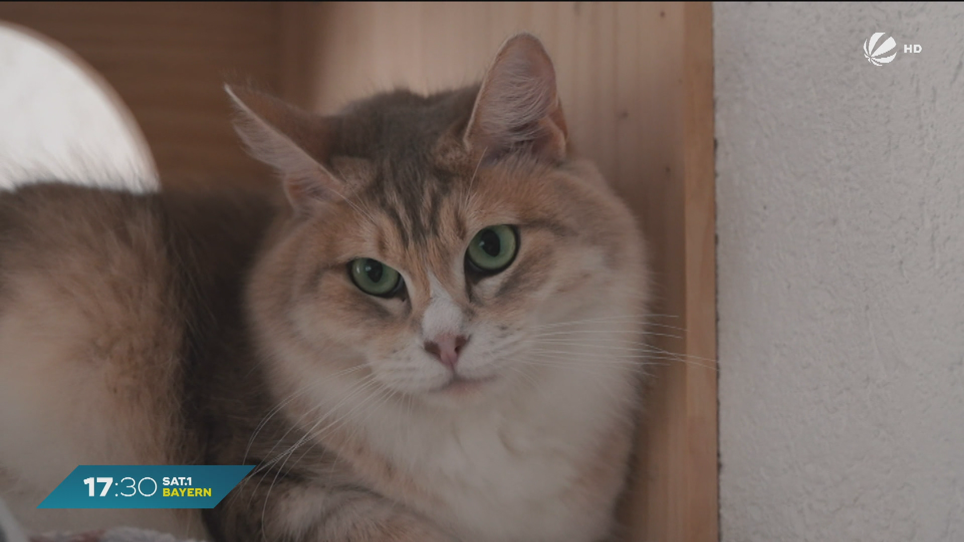 Video: Ein Leben ohne Schwanz? Katze Puschy beschäftigt Gericht und Behörden