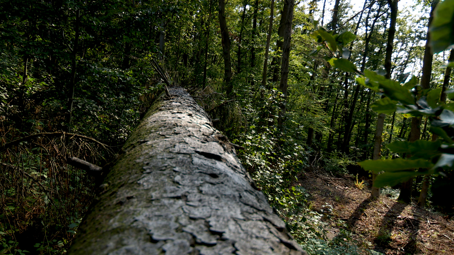 Video: Waldzustand in NRW verbessert sich leicht