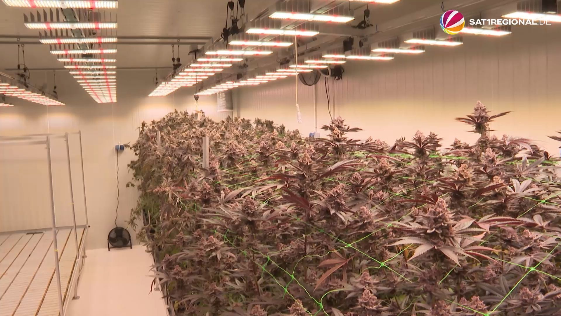 Video: Cannabis-Verein in Bad Segeberg ringt um Mitglieder