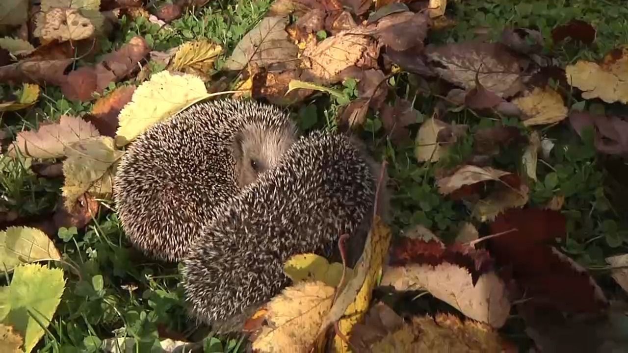 Video: Vorsicht im Garten: Igel noch im Winterschlaf
