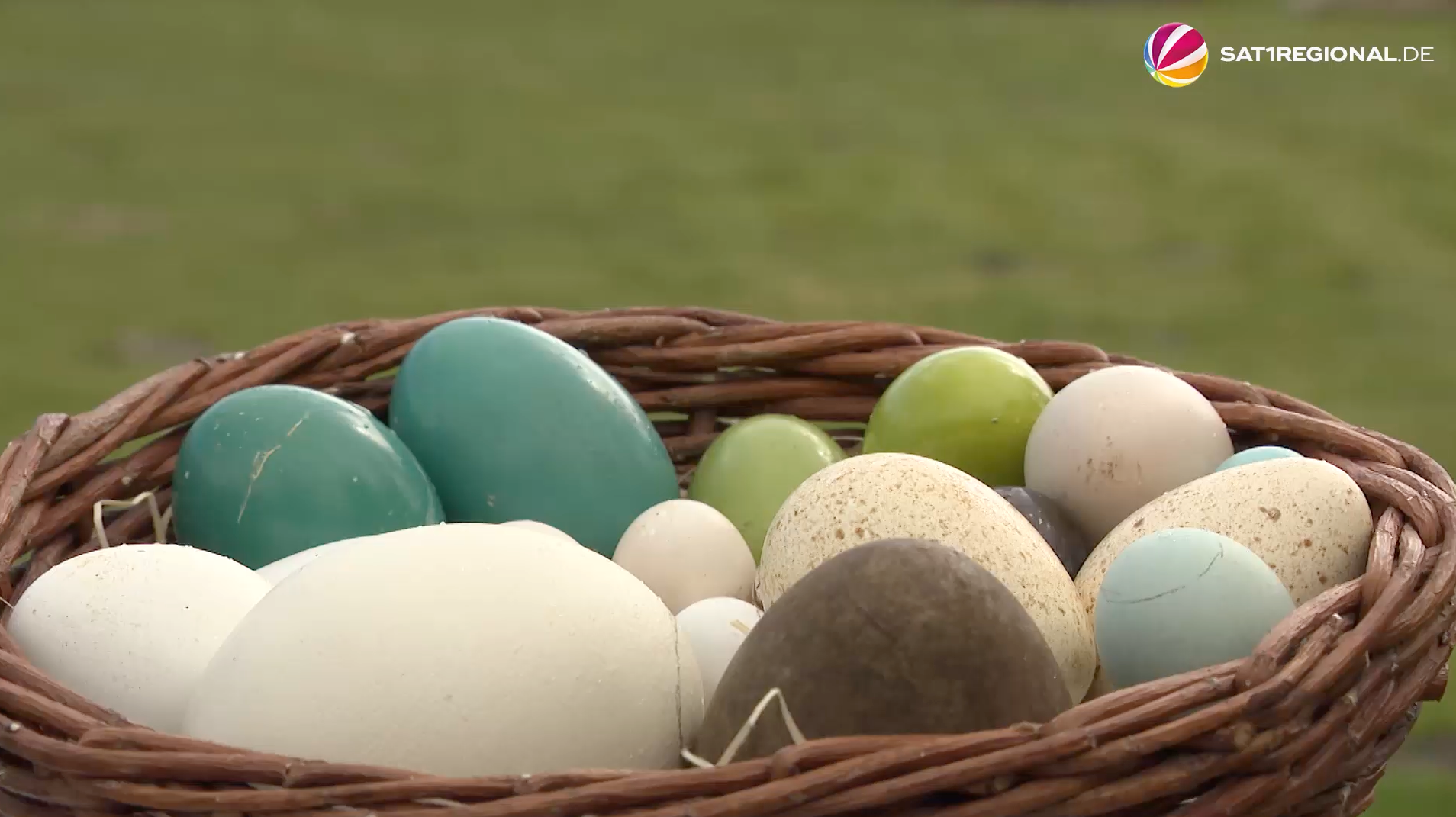 Video: Ostern im Weltvogelpark Walsrode – Eier, Nester und Küken zum Fest