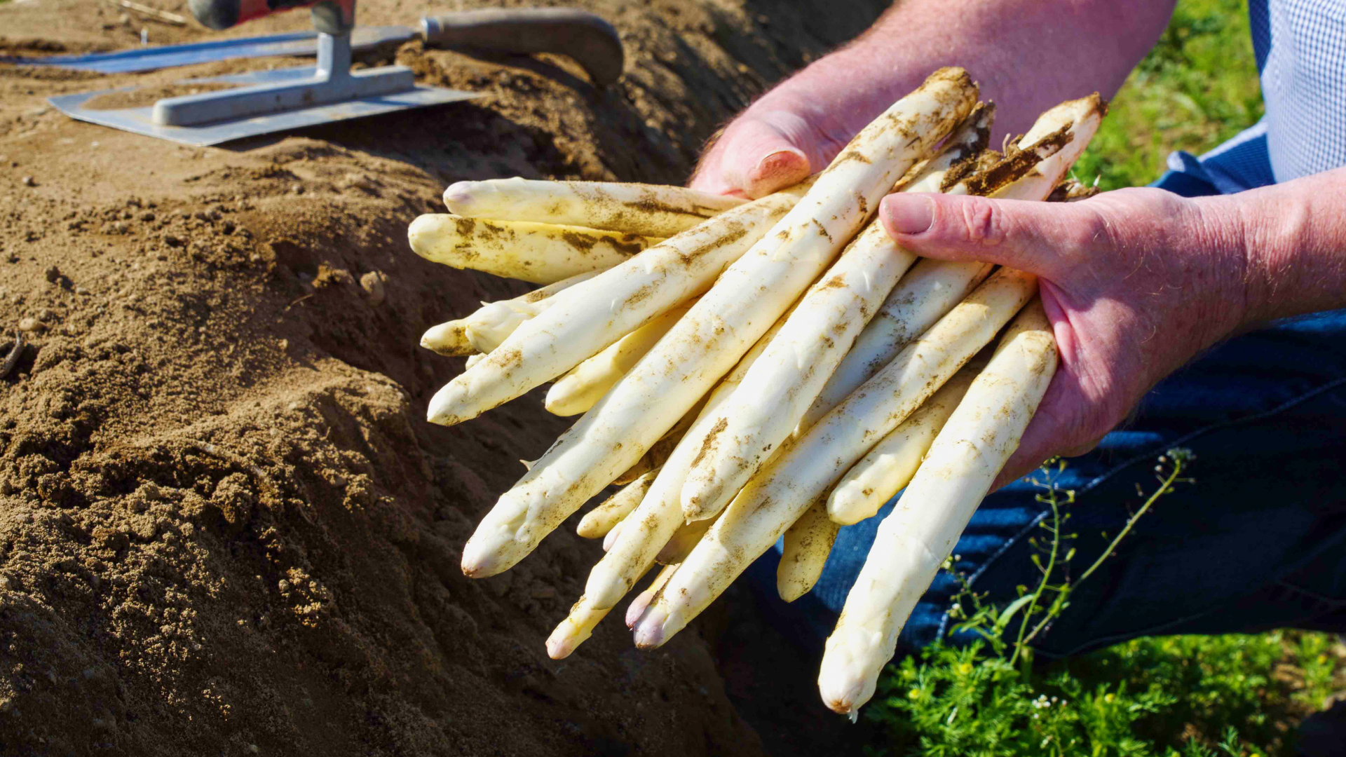Video: Spargelzeit beginnt: Das muss man wissen