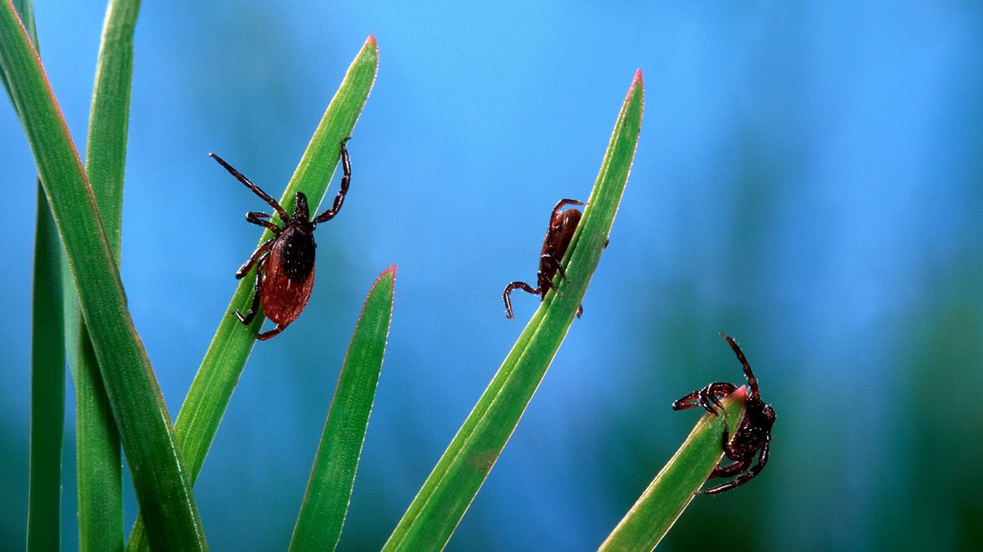 Video: Todesfälle durch Zecken steigen an