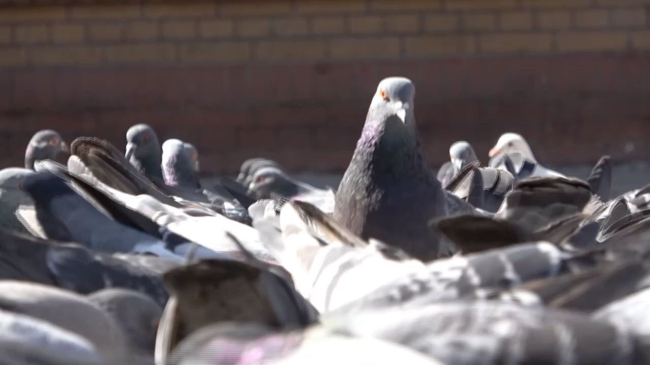 Video: Tauben in München: Eier-Tausch gegen Tierleid