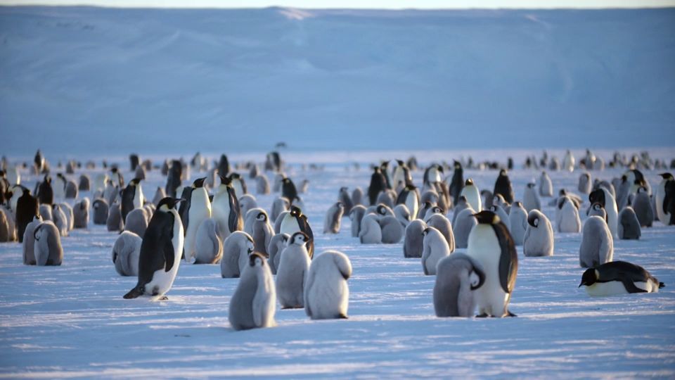 Video: Kaiserpinguine jetzt offiziell gefährdet